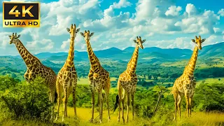 African Safari 4K 🐾Discovery Relaxation Wonderful Wildlife Movie with Relax Piano Music