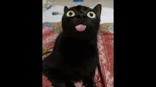 Cats Who Blep! (A Compilation)