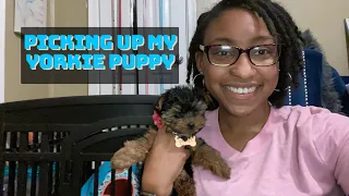 PICKING UP MY YORKIE PUPPY MARLEY || Vlog + First Night Storytime