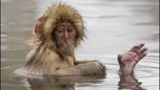 kiki monkey bathing and jumping Beez tricks and travel