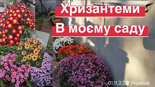 Королева осіннього  саду. #Хризантема мультифлора. Моя колекція.