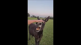 Protective Donkey Won’t Allow Lady to Go Near the Fire