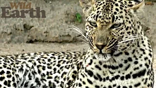 WildEarth - Sunrise Safari - February 19, 2020