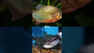 Piranha vs Gulper Catfish #shorts