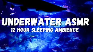 Underwater Sleeping ambience, Shark ASMR, This is your time to Relax