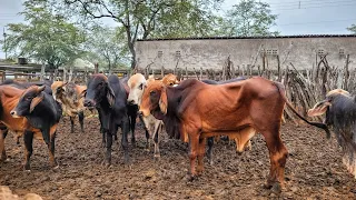 FEIRA DE GADO DE CARUARU PE, TERÇA FEIRA, 28.12.24 #nordeste