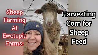 Sheep Farming At Ewetopia Farms: Harvesting Corn for Sheep Feed
