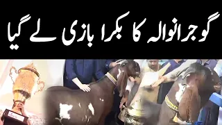 314 Kg Goat Wins in Faisalabad Bakra Show 2021 | GNN | 09 July 2021