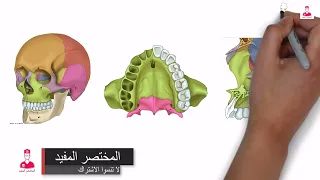 الفك العلوي || maxilla