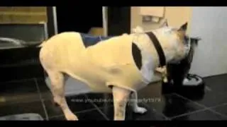 cat riding hoover vs dog.flv