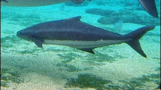 Facts: The Cobia