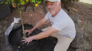 Feeding And Treating Citrus Trees