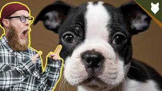 What To Do With A NEW BOSTON TERRIER PUPPY?!