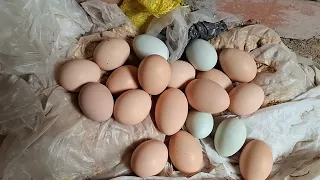 Cómo conseguir huevos nutritivos y de calidad