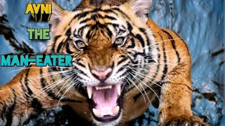 AVNI The Man-Eater Tigress । अवनी आदमखोर शेरनी । बाघ । Nawab Shafat Ali Khan Hunting Story । शिकार