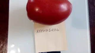 Томат Корнабель