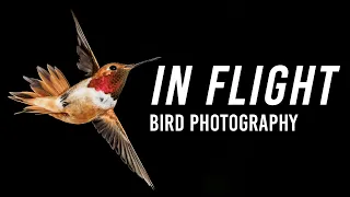 Birds In Flight Photography | With Lee Hoy