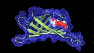 Molecular Docking