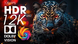 Wild Animals 12K HDR 120fps Dolby Vision - Piano Melody Colorfully Dynamic with Animal Sounds