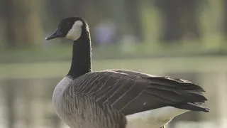 Flight Control Plus  Geese at Park