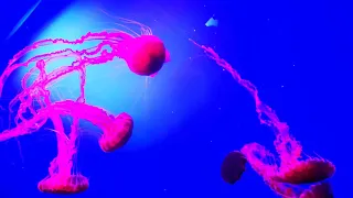 Jellyfish compilation from Loro Parque, Tenerife