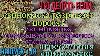 Что делать если свиноматка разрывает своих детей ? Если свиноматка отказывается кормить своих детей?