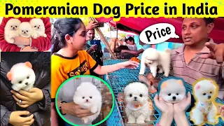 Pomeranian dog price in India 2024 | Teacup dog price in India | Cute Puppies Price in Kolkata #cute