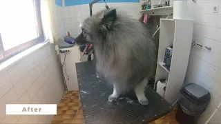 Grooming German Wolfspitz | Massive undercoat removal