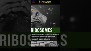 The Ribosomes Biological short video || #shorts #ribosomes