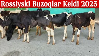 Rossiyski Buzoqlar Keldi 7 Dona  ☎️+998 88 205 55 15