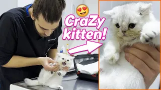 Crazy Kitten Screams Non-Stop! 😂 ( 2 Cat in 1 Video )