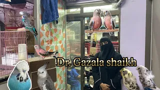 Dr. Gazala shaikh home breeder