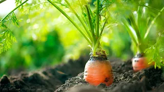 Just 1 drop for faster growth and juicy carrots! A bountiful harvest