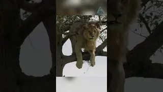 Буйволы загнали льва на дерево. И причем здесь львица.