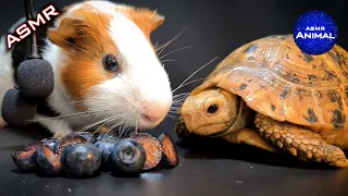 TORTOISE & GUINEA PIG 🫐 ASMR EATING BLUEBERRY 🐢 Turtle Tortoise 84