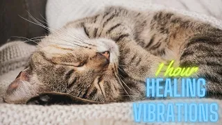 Cat Purring: Healing Vibrations. Sounds for Relaxation and Sleep