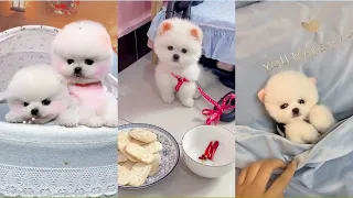 Funny and Cute Pomeranian Videos 🐶😍 Cutest Animals | Cutest Puppies #136