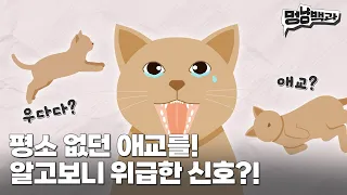 고양이가 아플때 보이는 행동 4가지, 노묘 건강 절대 지켜! | 멍냥백과 EP.19