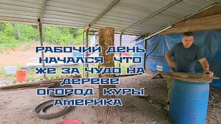 РАБОЧИЙ ДЕНЬ НАЧАЛСЯ  ЧТО ЖЕ ЗА ЧУДО НА ДЕРЕВЕ  ОГОРОД  КУРЫ  АМЕРИКА