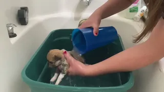 Bathing my 5 Pomeranian puppies for the FIRST TIME!!!