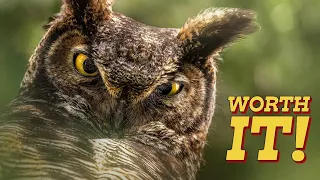 How to FIND and PHOTOGRAPH OWLS - Wildlife photography - Nikon Z9