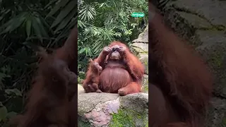 😎 That's the coolest orangutan I've ever seen #shorts