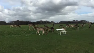 Phoenix Park Wild Deer, Dublin