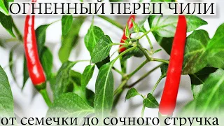 ✅ ПЕРЕЦ КРАСНЫЙ ЧИЛИ 🌶 ДОМА 🥵 ОТ СЕМЕЧКИ - ДО СПЕЛОГО ОВОЩА.