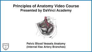 Pelvic Blood Vessels Anatomy (Internal Iliac Artery Branches) [Pelvis Anatomy 2 of 11]