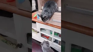 Cat and human annoying rabbit together 😂- Subscribe For More  #Shorts