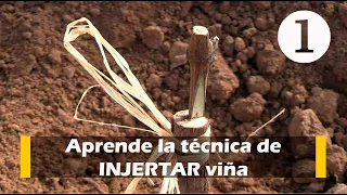 Aprende la técnica de INJERTAR viña - Capítulo 1