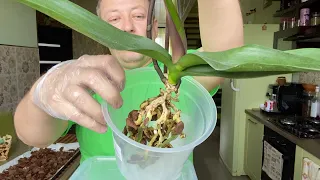 ОРХИДЕЯ после покупки в магазине, полив орхидеи и ПЕРЕСАДКА после цветения фаленопсиса