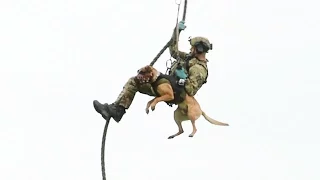 High flying NY State Police K9 loves rappelling out of helicopters