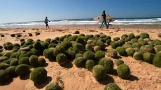 На австралийском пляже обнаружены загадочные зелёные шары (новости) http://9kommentariev.ru/